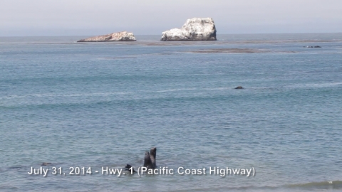 Hwy. 1 (Pacific Coast Highway)